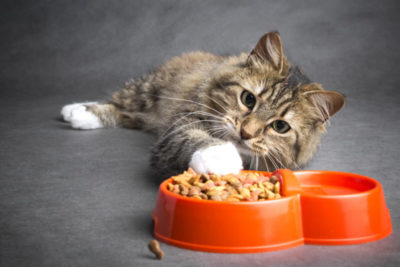 高齢猫がキャットフードを食べない時はどうすれば良い？