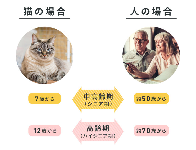 猫と人のシニア・ハイシニアの比較表
