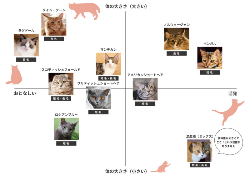 人気猫種チャート表