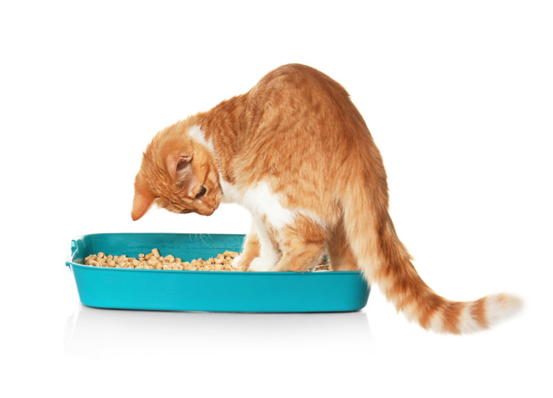 動物看護師が教える！軟便・下痢時のキャットフードのおすすめ3選と対処法 キャットフードの手帖