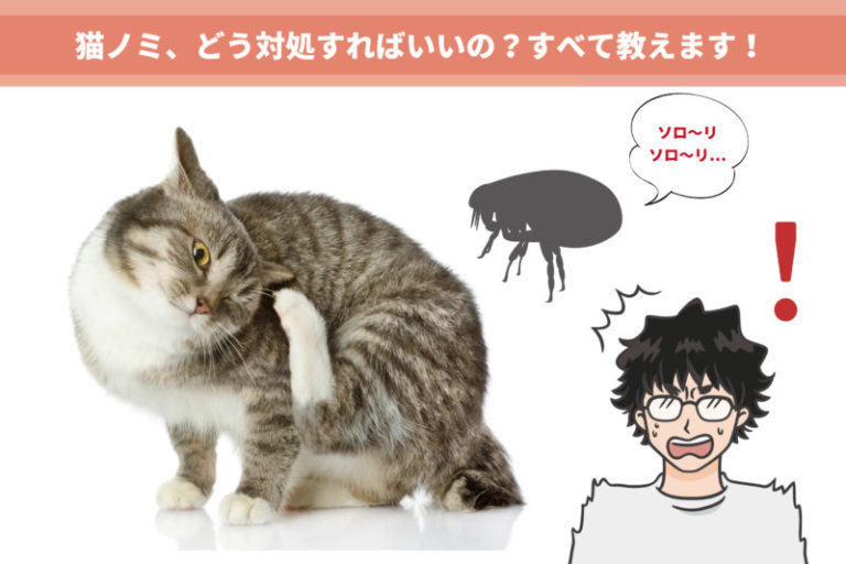 絶対につぶさないこと！猫ノミの症状と安全な駆除方法を動物看護師が解説します - キャットフードの手帖