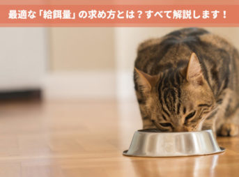 3つのSTEPで計算可能！最適な猫の「給餌量」を導き出すための全知識